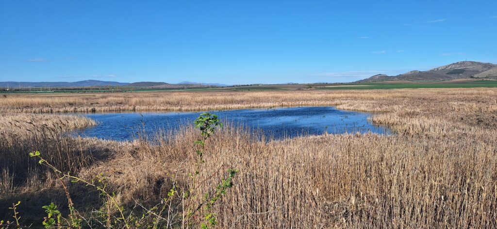 Wetland4Changе