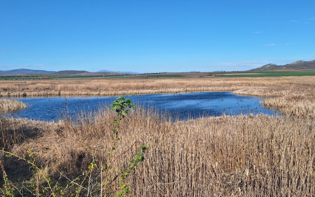 Wetland4Changе