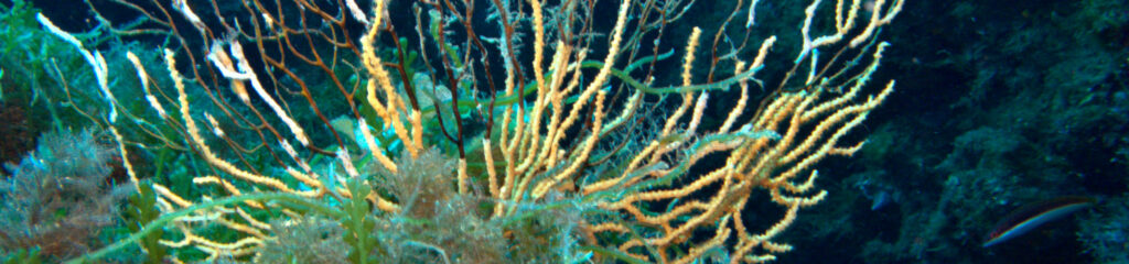 Necrosis on Eunicella cavolinii with alien green algae Caulerpa cylindracea - Photo by L.Merotto